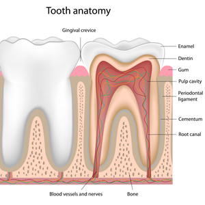 Your Teeth and How to Keep Them