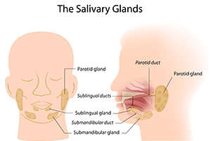 Saliva… Fantastic Fluid!